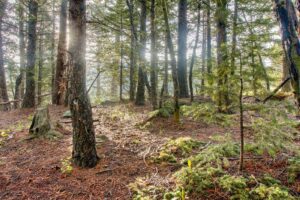 Woods - Nature Photo by Pasquale Mingarelli
