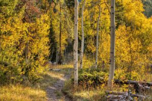 Aspens in fall -  - Nature Photo by Pasquale Mingarelli