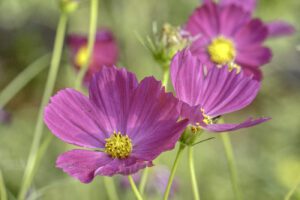 Purple flowers  - Nature Photo by Pasquale Mingarelli