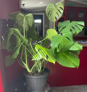 Monstera Deliciosa 