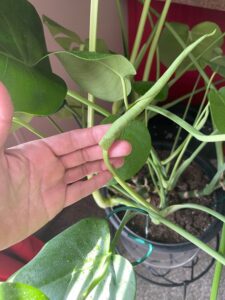 Monstera Deliciosa -New Growth